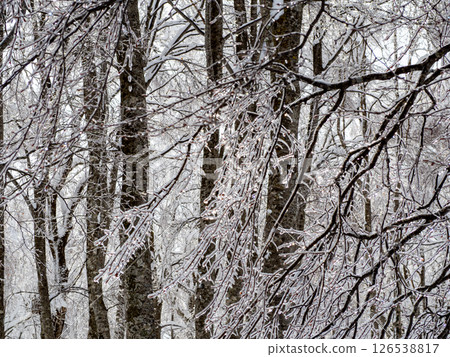 Frozen branches, Rime-covered trees, Hakuba Village, Nagano Prefecture Frozen branches, Rime-covered trees, Hakuba Village, Nagano Prefecture 126538817