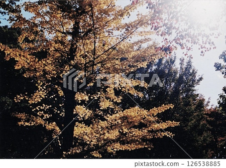 Autumnal leaves 126538885