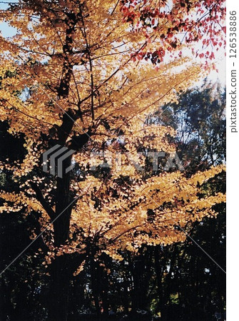 Autumn leaves trees Autumn leaves trees 126538886