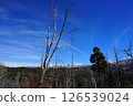 A tree that shines in the blue sky 126539024