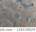 Dog footprints on the beach 126539029