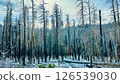 Winter scenery in Yosemite National Park 126539030