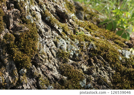 Moss Growing on Base of Large Oak Tree Rural East Texas Moss Growing on Base of Large Oak Tree Rural East Texas 126539046