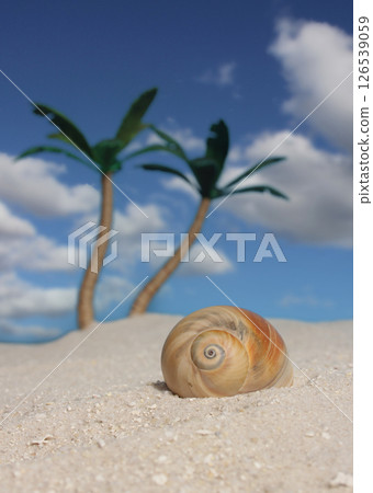 Summertime Beach Scene With Shells and Palm Trees Shallow DOF Summertime Beach Scene With Shells and Palm Trees Shallow DOF 126539059