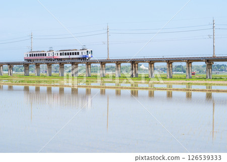 [Hokuhoku Line] A local train passing through an elevated section with rice fields 126539333