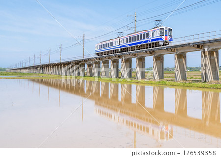 [Hokuhoku Line] A local train passing through an elevated section with rice fields 126539358