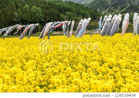 福島縣豬苗代町盛開的油菜花和鯉魚旗 126539454