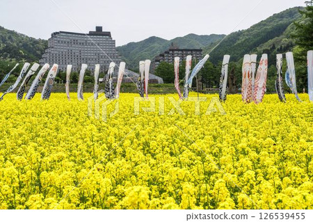 福島縣豬苗代町盛開的油菜花和鯉魚旗 福島縣豬苗代町盛開的油菜花和鯉魚旗 126539455