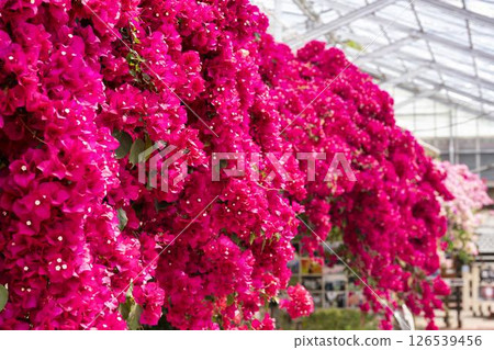 Red bougainvillea blooming in herb garden, Inawashiro Town, Fukushima Prefecture Red bougainvillea blooming in herb garden, Inawashiro Town, Fukushima Prefecture 126539456