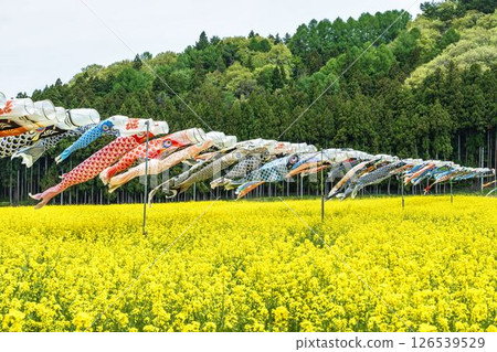 福島縣豬苗代町盛開的油菜花和鯉魚旗 福島縣豬苗代町盛開的油菜花和鯉魚旗 126539529