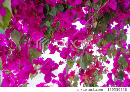 福島縣豬苗代町香草園盛開的紅色九重葛 福島縣豬苗代町香草園盛開的紅色九重葛 126539538