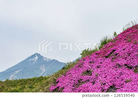 福島縣豬苗代町盛開的芝櫻和磐梯山 126539540