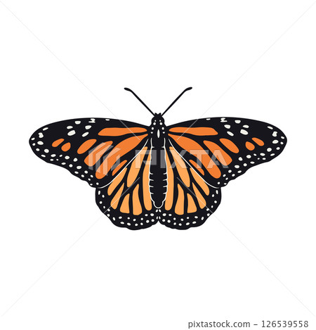 Hand drawn orange monarch butterfly clip art 126539558