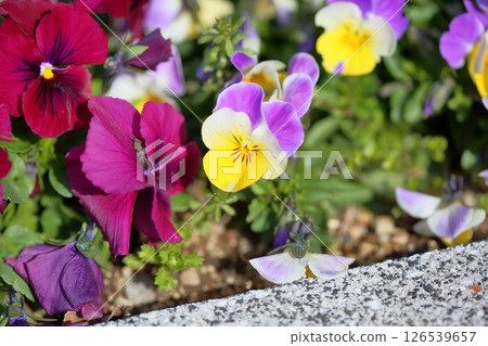 中提琴花 中提琴花 126539657
