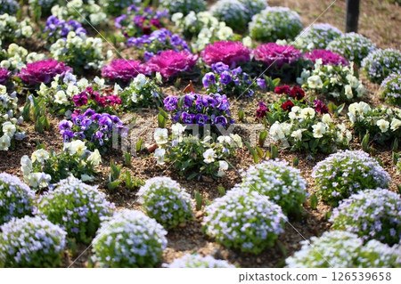 Viola flowers Viola flowers 126539658