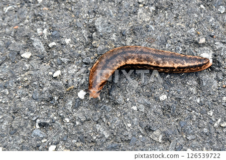 A mountain slug found on a riverside promenade A mountain slug found on a riverside promenade 126539722