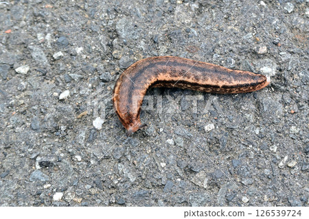 A mountain slug found on a riverside promenade 126539724