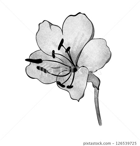 detailed sketch of alstroemeria flower. Hand-drawn. design greeting card and invitation of the wedding, birthday, Valentine's Day, mother's day and other holiday detailed sketch of alstroemeria flower. Hand-drawn. design greeting card and invitation of the wedding, birthday, Valentine's Day, mother's day and other holiday 126539725