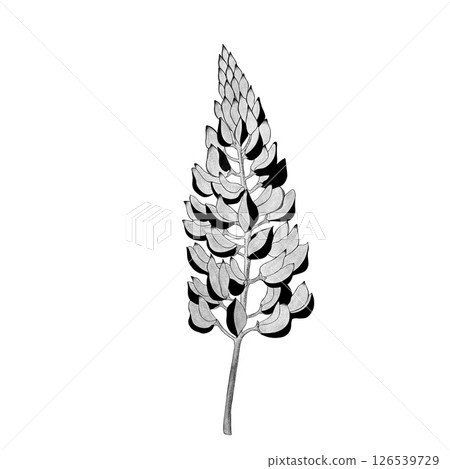 detailed sketch of a lupine flower. Hand-drawn. design greeting card and invitation of the wedding, birthday, Valentine's Day, mother's day and other holiday 126539729
