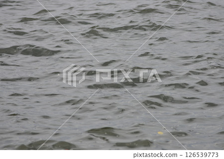 海 126539773