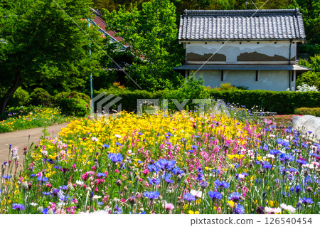 花園花瓣 126540454