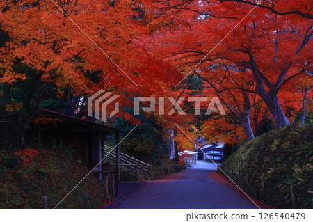 World heritage site, Hiraizumi Town, Iwate Prefecture, Chusonji Temple with colored leaves World heritage site, Hiraizumi Town, Iwate Prefecture, Chusonji Temple with colored leaves 126540479
