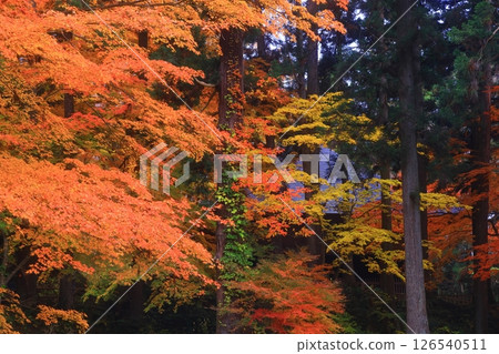世界遺產，岩手縣平泉町，紅葉中尊寺 126540511