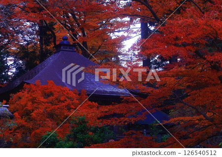 世界遺產,岩手縣平泉町,紅葉中尊寺 世界遺產,岩手縣平泉町,紅葉中尊寺 126540512