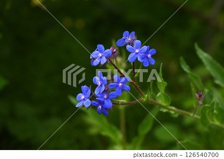 紫草花、非洲勿忘我、時令花卉背景材料 126540700