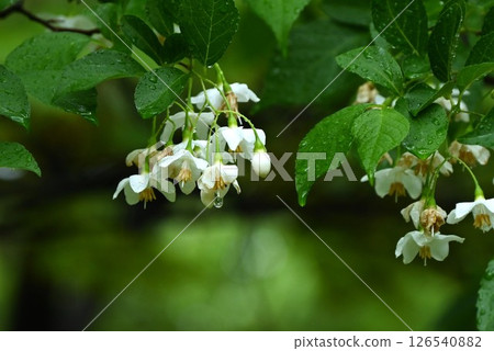 Flowers of the snowbell, the bark contains saponin and is toxic, the seeds are a favorite food of the varied tit, and seasonal flowers are used as background material 126540882