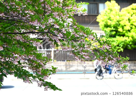 Flowers of the snowbell, the bark contains saponin and is toxic, the seeds are a favorite food of the varied tit, and seasonal flowers are used as background material 126540886