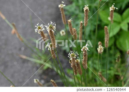 原產於歐洲的歸化植物-車前草的花 原產於歐洲的歸化植物-車前草的花 126540944
