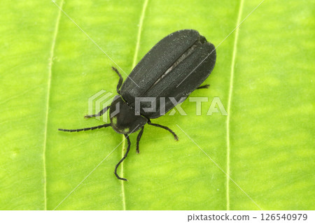 變色螢火蟲 變色螢火蟲 126540979