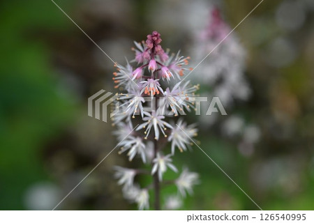 Tiarella cordifolia flower, heartleaf foam flower, native to North America 126540995