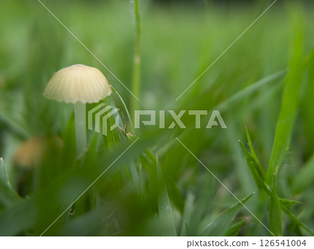 Photo of a small mushroom with an open umbrella growing on the grass after the rain Photo of a small mushroom with an open umbrella growing on the grass after the rain 126541004