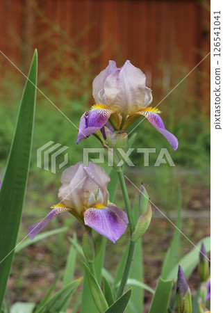 Purple Iris Blooming in Outdoor Garden Purple Iris Blooming in Outdoor Garden 126541041