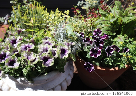 獨特的矮牽牛花種植和花盆 126541063