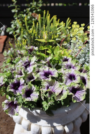 Petunia Amazonas planting 126541066