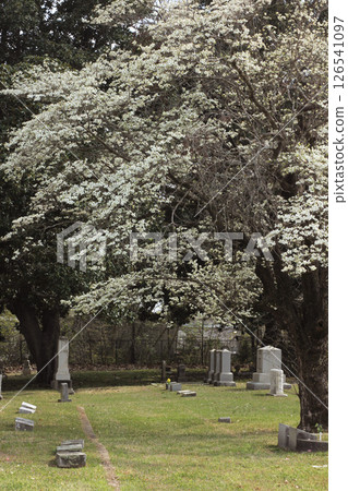Historic Oakwood Cemetery With Dogwood Tree in Bloom Located in Tyler TX 126541097