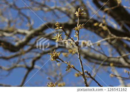 Old Oak Tree Growing in Historic Rural Cemetery. Rural East TX 126541162