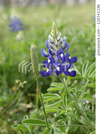Texas Bluebonnet Wildflowers Growing in Rural Texas Closeup Texas Bluebonnet Wildflowers Growing in Rural Texas Closeup 126541196