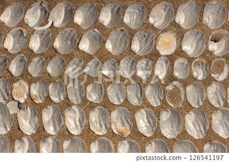 Shells Embedded in Victorian Era Grave 126541197