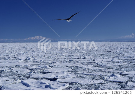 Shiretoko mountain range, drift ice and seabirds, off the coast of the Sea of Okhotsk, Hokkaido Shiretoko mountain range, drift ice and seabirds, off the coast of the Sea of Okhotsk, Hokkaido 126541265