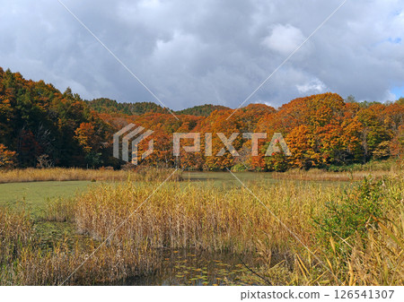 Autumn foliage at a small swamp in Urabandai. The yellow leaves are illuminated by the sun, and the grey clouds in the background make for an impressive and beautiful sight. 126541307