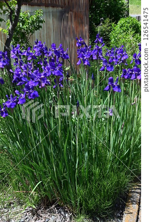 鳶尾花，斜紋布，圖案，鳶尾花 126541475