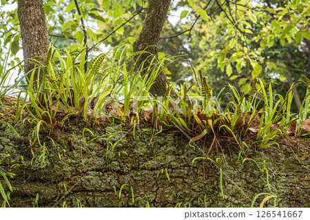 生長在大樹上的植物,Nokishinobu,京都御所 生長在大樹上的植物,Nokishinobu,京都御所 126541667