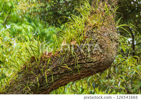 A plant growing on a large tree, Nokishinobu, Kyoto Imperial Palace 126541668