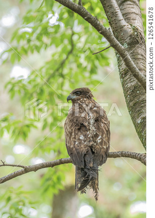 京都市京都御苑森林裡的黑鳶 126541678