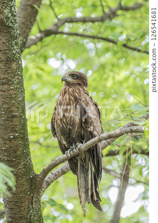 Black kite in the forest, Kyoto Gyoen National Garden, Kyoto City Black kite in the forest, Kyoto Gyoen National Garden, Kyoto City 126541681