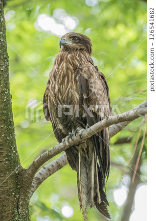 Black kite in the forest, Kyoto Gyoen National Garden, Kyoto City Black kite in the forest, Kyoto Gyoen National Garden, Kyoto City 126541682